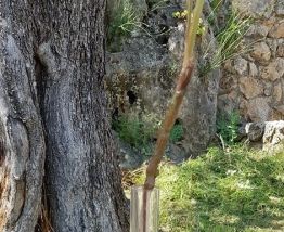 lampe artisanale soliflore