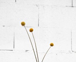 Petit vase transparent