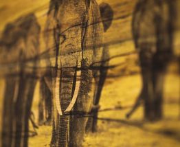  Bois Flotté Photowood éléphant
