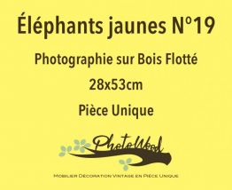  Bois Flotté Photowood éléphant