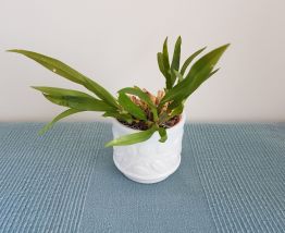 2 pots/vases décorés