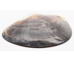 grand coquillage nacre