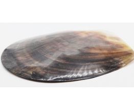 grand coquillage nacre