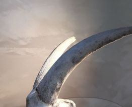 crane de bouctin ? deco cabinet de curosite