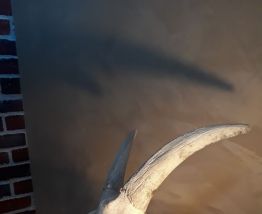 crane de bouctin ? deco cabinet de curosite