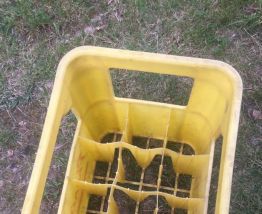 Caisse à bouteilles vintage Phénix bière belge