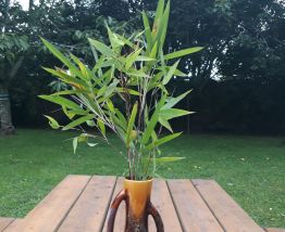 3 vases aux couleurs des années 70's
