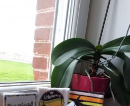 Lot de 6 lingettes lavables écologiques