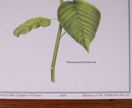 Lot affiches botanique