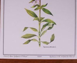 Lot affiches botanique