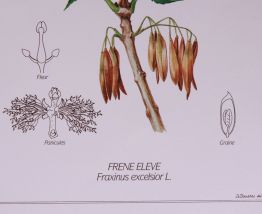 Lot 2 affiches botaniques