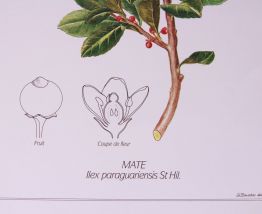 Lot 2 affiches botaniques