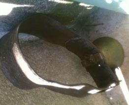 Cloche ,sonnaille de vache