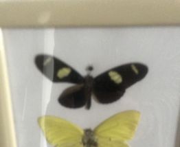 Cabinet de curiosité 