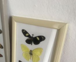 Cabinet de curiosité 