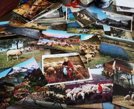 lot de 170 cpsm cpm bergers &amp; chevres