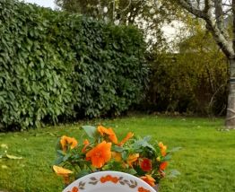 4 assiettes dessert modèle lotus Arcopal