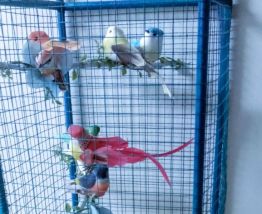 Lampe volière bleue, cage oiseaux, étagères métal