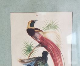 Jolie lithographie ornithologique vintage 