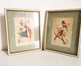 Jolie lithographie ornithologique vintage 