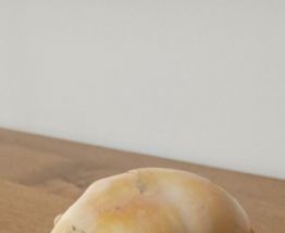 Grand coquillage tropical casque rouge - Cypraecassis rufa