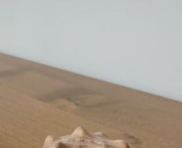 Grand coquillage tropical casque rouge - Cypraecassis rufa