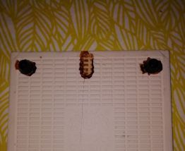 Dessous de plat vache