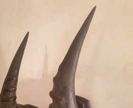Trophée de massacre d'antilope africaine