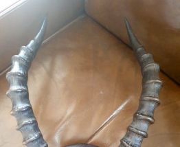 Trophée de massacre d'antilope africaine