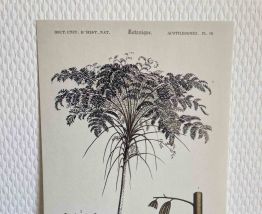 Planche botanique Fougère arborescente