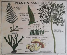 Affiche scolaire vintage 