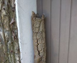 ancien tronc en chêne liège creux 1m"6