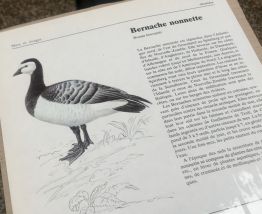 Illustration oiseau Bernache nonnette années 70