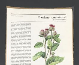 Illustration botanique Bardane Tomenteuse vintage