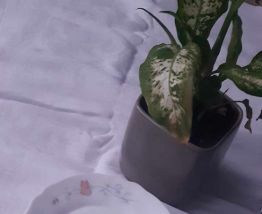 9Assiettes a dessert Arcopal France Pois de senteur