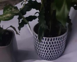 9Assiettes a dessert Arcopal France Pois de senteur