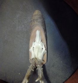 Trophée chevreuil tendence  vintage