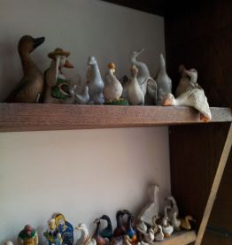 collection oies et canards