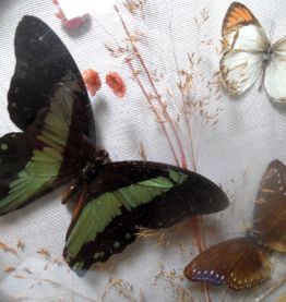 cadre bombé ,papillons naturalisés