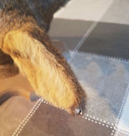 trophée de chasse tête de biche naturalisée 45 cm