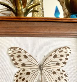 Cadre papillon naturalisé