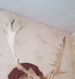 Magnifique tête de daim - trophée