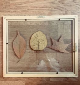 Herbier feuille d’automne 