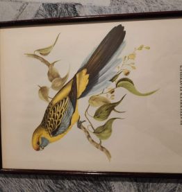lithographies anciennes d'oiseaux J et E Gould