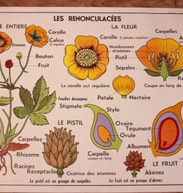 Affiche scolaire botanique