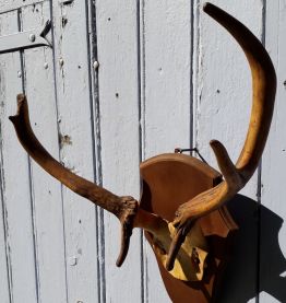 Massacre de cerf sur écusson