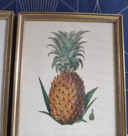 cadres lithographies fruits cadre doré