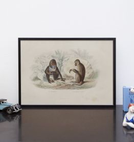  Lithographie gravure singe vintage - 1850