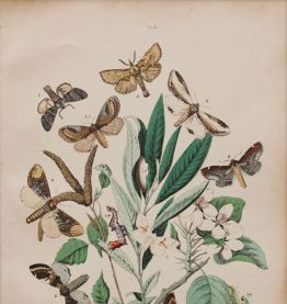  Lithographie gravure papillons vintage - 1850