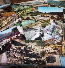 LOT 170 CPM theme BEGERS &amp; MOUTONS période 1950 à 1980  